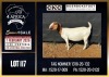 1 X BOER GOAT STUD DOE CNC Boerdery