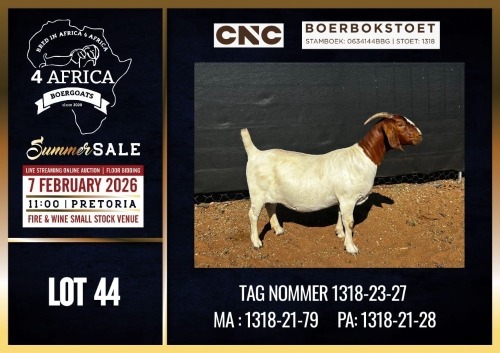 1 X BOER GOAT STUD DOE CNC Boerdery