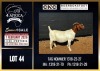 1 X BOER GOAT STUD DOE CNC Boerdery