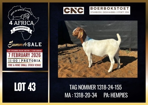 1 X BOER GOAT STUD DOE CNC Boerdery