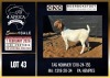 1 X BOER GOAT STUD DOE CNC Boerdery