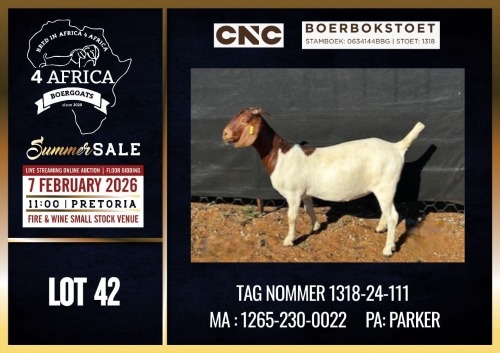WITHDRAWN - 1 X BOER GOAT DOE CNC Boerdery