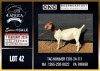 WITHDRAWN - 1 X BOER GOAT DOE CNC Boerdery