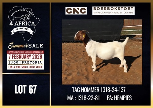 1 X BOER GOAT FLOCK DOE CNC Boerdery
