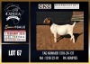 1 X BOER GOAT FLOCK DOE CNC Boerdery