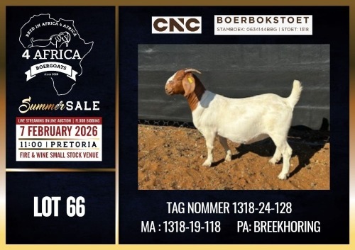 1 X BOER GOAT STUD DOE CNC Boerdery