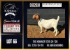 1 X BOER GOAT STUD DOE CNC Boerdery