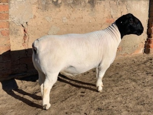 1 X DORPER RAM - STOET/STUD Leroy Phillips