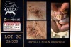 1 X BOER GOAT FLOCK ON TEAT BUCK Milamiek Boerbokstoet - 4