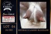 1 X BOER GOAT STUD DOE PREGNANT Milamiek Boerbokstoet - 5