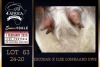 1 X BOER GOAT STUD DOE PREGNANT Milamiek Boerbokstoet - 4