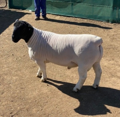 1 X DORPER RAM - STOET/STUD Leroy Phillips