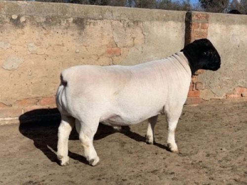 1 X DORPER RAM - KUDDE/FLOCK Leroy Phillips