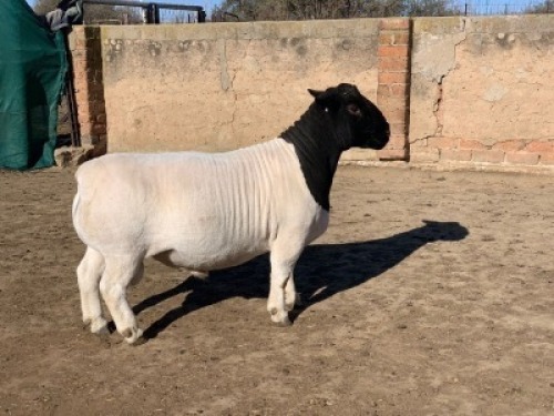 1 X DORPER RAM - KUDDE/FLOCK Leroy Phillips