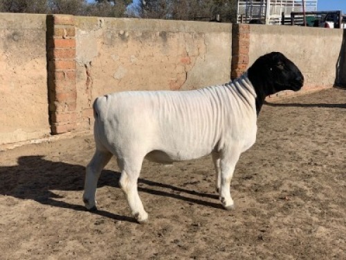 1 X DORPER RAM - KUDDE/FLOCK Leroy Phillips