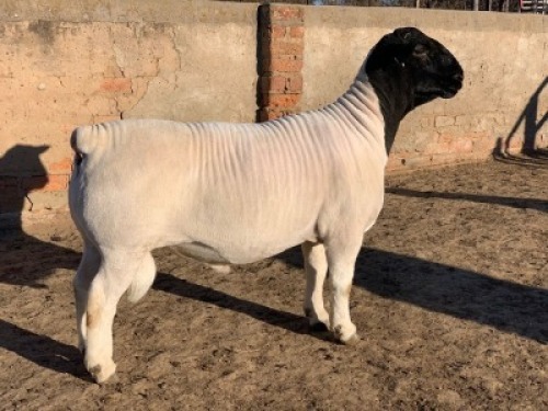 1 X DORPER RAM - KUDDE/FLOCK Leroy Phillips