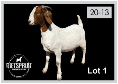 1 X BOERBOK/BOERGOAT - OOI/EWE