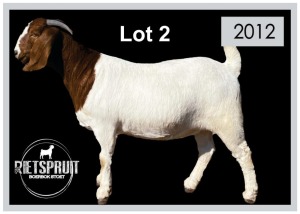 1 X BOERBOK/BOERGOAT - OOI/EWE