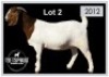 1 X BOERBOK/BOERGOAT - OOI/EWE