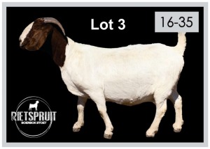 1 X BOERBOK/BOERGOAT - OOI/EWE