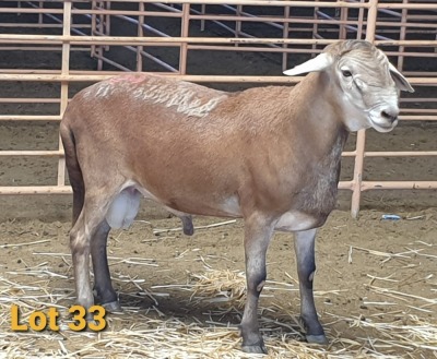 LOT 33 1X MEATMASTER RAM OSVLEY MEATMASTERS