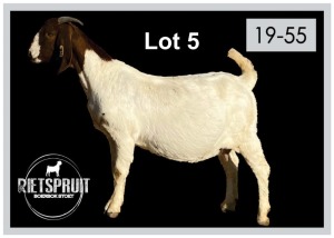 1+2 X BOERBOK/BOERGOAT - OOI MET LAM/EWE WITH LAMB