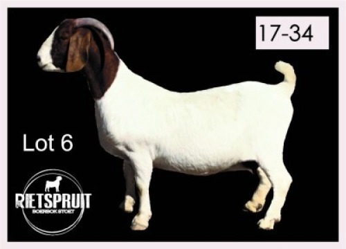 1 X BOERBOK/BOERGOAT - OOI/EWE