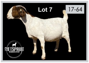 1 X BOERBOK/BOERGOAT - OOI/EWE