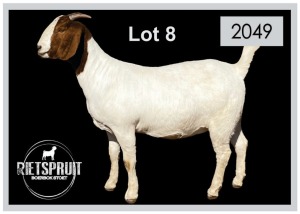 1 X BOERBOK/BOERGOAT - OOI/EWE