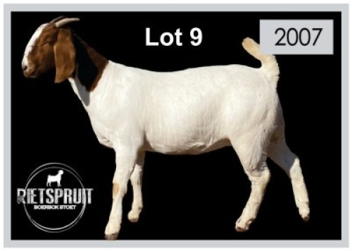 1 X BOERBOK/BOERGOAT - OOI/EWE
