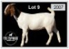 1 X BOERBOK/BOERGOAT - OOI/EWE