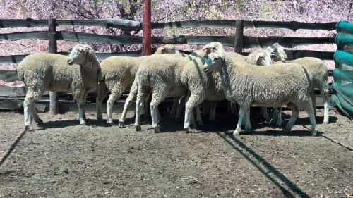 9X AFRINO EWE BIETOU MEATMASTERS (Pay per Animal to take all in lot)