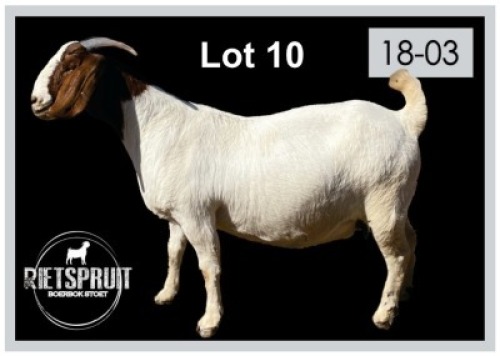 1 X BOERBOK/BOERGOAT - OOI/EWE