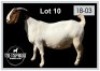1 X BOERBOK/BOERGOAT - OOI/EWE