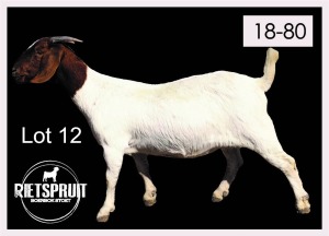 1 X BOERBOK/BOERGOAT - OOI/EWE