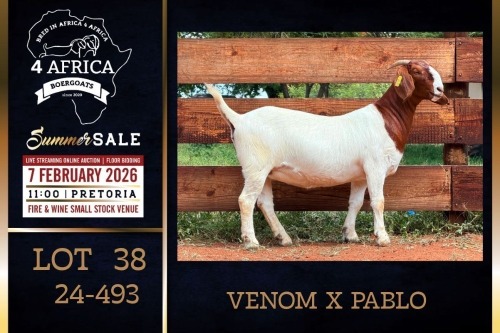 1 X BOER GOAT FLOCK DOE PREGNANT Milamiek Boerbokstoet