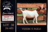 1 X BOER GOAT FLOCK DOE PREGNANT Milamiek Boerbokstoet