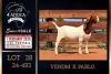 1 X BOER GOAT FLOCK DOE PREGNANT Milamiek Boerbokstoet - 2