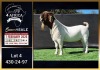 1 X BOER GOAT FLOCK ON TEAT BUCK Booysen Bdy
