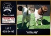 1 X BOER GOAT STUD BUCK Booysen Bdy - 2