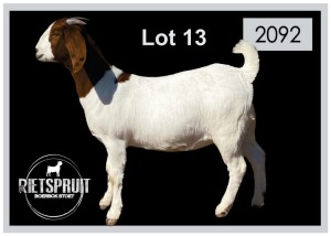 1 X BOERBOK/BOERGOAT - OOI/EWE