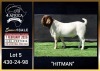 1 X BOER GOAT STUD BUCK Booysen Bdy - 3