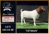 1 X BOER GOAT STUD BUCK Booysen Bdy - 4