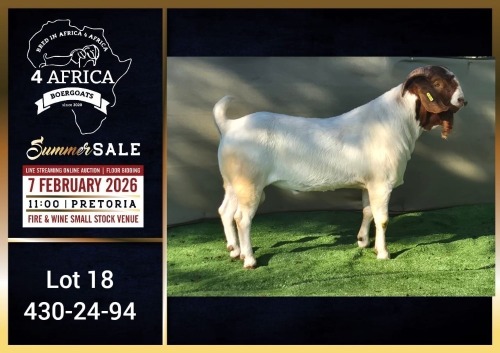1 X BOER GOAT FLOCK BUCK Booysen Bdy
