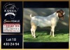 1 X BOER GOAT FLOCK BUCK Booysen Bdy