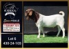 1 X BOER GOAT STUD BUCK Booysen Bdy