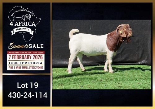 1 X BOER GOAT STUD BUCK Booysen Bdy