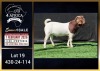 1 X BOER GOAT STUD BUCK Booysen Bdy