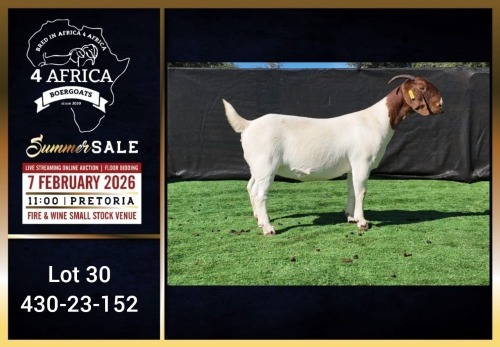1 X BOER GOAT FLOCK ON COLOUR DOE Booysen Bdy