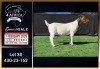1 X BOER GOAT FLOCK ON COLOUR DOE Booysen Bdy